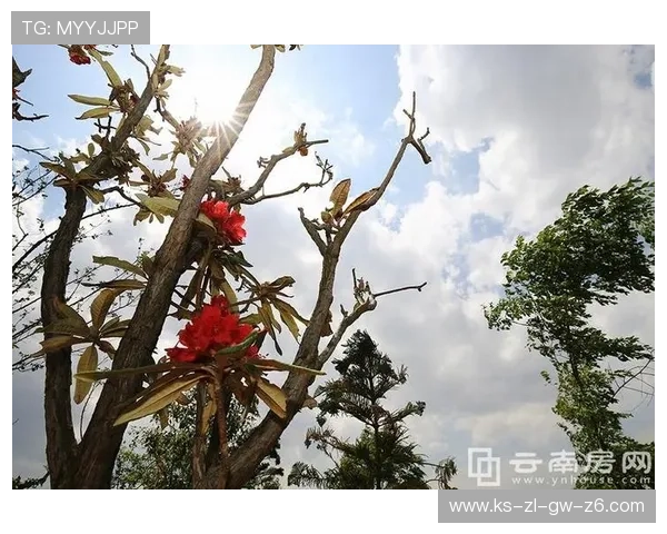 开云下载网址登录线路访问速度提升技巧，让下载体验更加顺畅快速